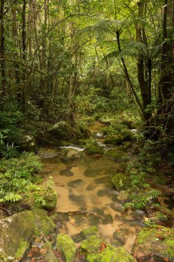 Mount Lewis Ulusal Parkı, Julatten, Queensland, Avustralya