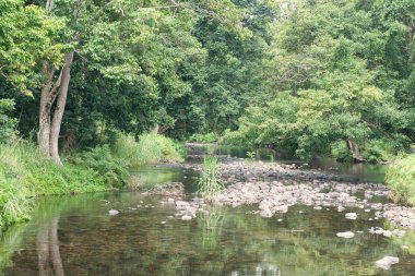 Küçük Mulgrave Nehri Cairns 'in güneyinde, Queensland, Avustralya