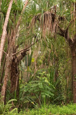 Yorkeys Knob, Cairns, Queensland, Avustralya yakınlarındaki kıyı manzarası