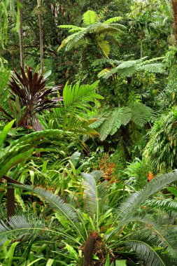 Kuzey Queensland, Avustralya 'daki tropik bahçe
