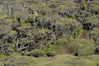 Wharariki Sahil Ormanı, Güney Adası, Yeni Zelanda