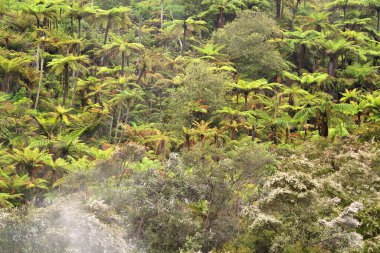 Orakei Korako, Volkanik Termal manzara, Rotorua, Kuzey Adası, Yeni Zelanda