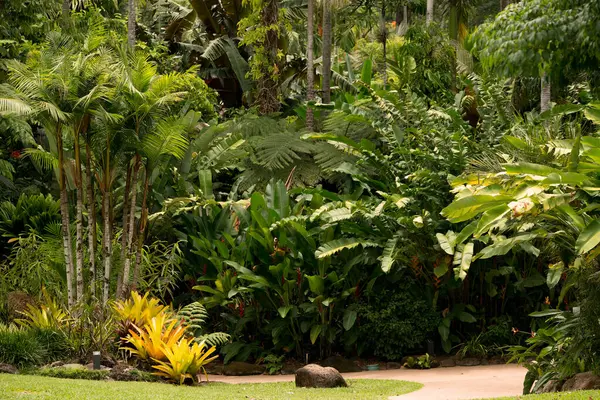 Botanik Bahçesi, Cairns, Queensland, Avustralya