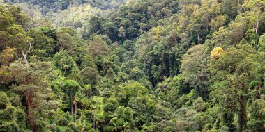 Queensland, Avustralya 'daki yağmur ormanı manzarası