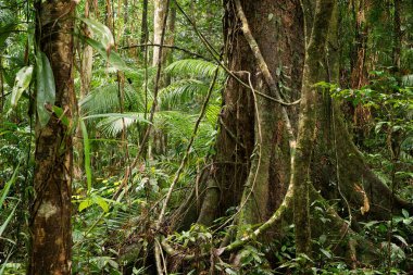 Daintree Ulusal Parkı, Queensland, Avustralya yağmur ormanı manzarası
