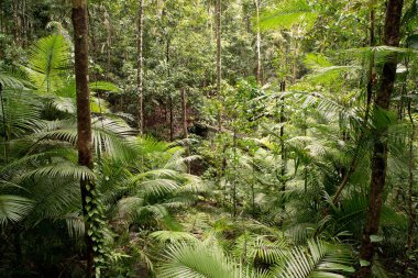 Daintree Ulusal Parkı, Queensland, Avustralya yağmur ormanı manzarası