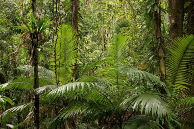 Daintree Ulusal Parkı, Queensland, Avustralya yağmur ormanı manzarası