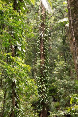 Daintree Ulusal Parkı, Queensland, Avustralya yağmur ormanı manzarası