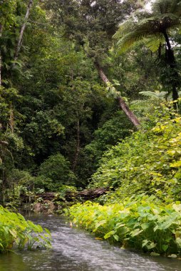 Daintree Ulusal Parkı, Queensland, Avustralya yağmur ormanı manzarası