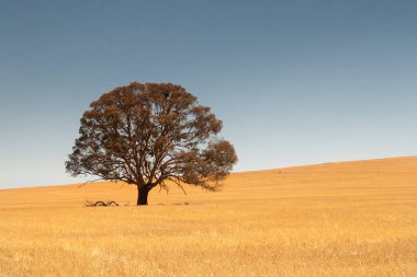 Güney Avustralya, Avustralya 'da kırsal alan