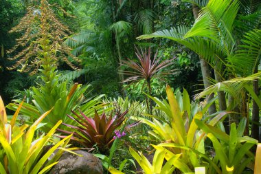 Cairns, Kuzey Queensland, Avustralya 'daki Tropik Bahçe