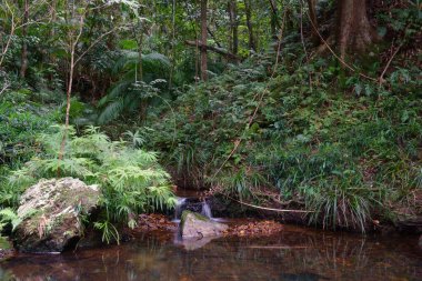 Cairns yakınlarındaki kristal çağlayanlar, Queensland, Avustralya