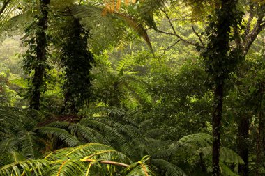 Cairns yakınlarındaki yağmur ormanları, Kuzey Queensland, Avustralya