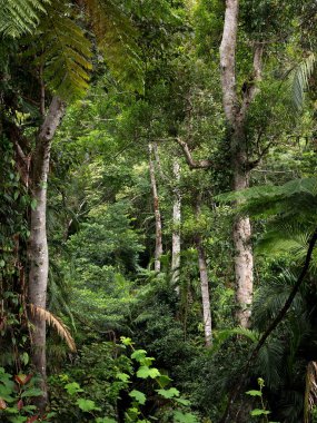 Yağmur Ormanları Manzarası, Uzak Kuzey Queensland, Avustralya