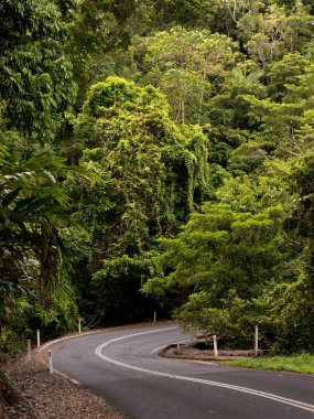 Cairns, Queensland, Avustralya yakınlarındaki sık yağmur ormanlarından geçen yol. 