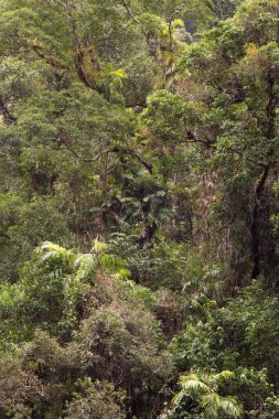 Kristal Şelaleler, Redlynch Vadisi, Cairns, Kuzey Queensland, Avustralya