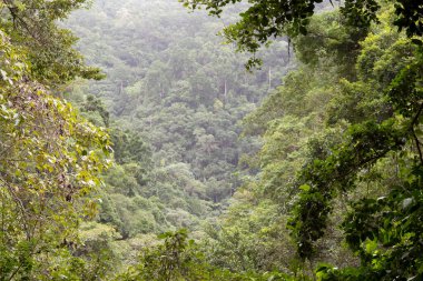 Kristal Şelaleler, Redlynch Vadisi, Cairns, Kuzey Queensland, Avustralya
