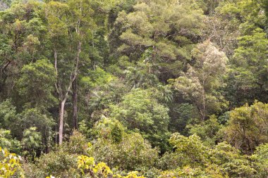 Kristal Şelaleler, Redlynch Vadisi, Cairns, Kuzey Queensland, Avustralya
