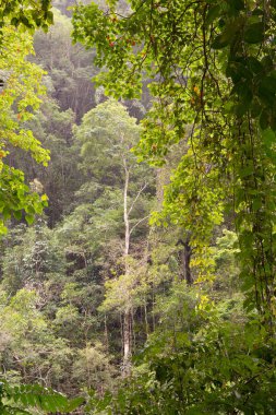 Kristal Şelaleler, Redlynch Vadisi, Cairns, Kuzey Queensland, Avustralya