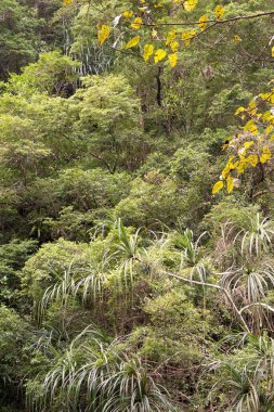 Kristal Şelaleler, Redlynch Vadisi, Cairns, Kuzey Queensland, Avustralya