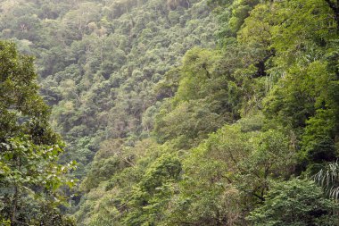 Kristal Şelaleler, Redlynch Vadisi, Cairns, Kuzey Queensland, Avustralya