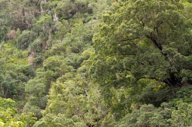 Kristal Şelaleler, Redlynch Vadisi, Cairns, Kuzey Queensland, Avustralya