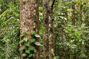 Avustralya, FNQ 'daki Cairns bölgesinin güzel yağmur ormanı manzarası. Bu tropikal cennet yoğun yeşilliklere, çağlayan şelalelere ve çeşitli vahşi yaşama ev sahipliği yapmaktadır.