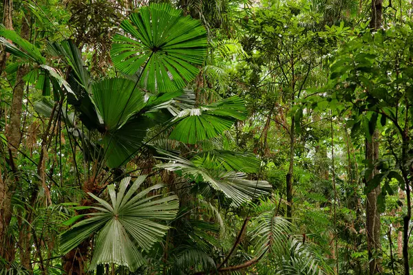 stock image Daintree National Park, rainforest scenery in Queensland, Australia