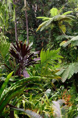 Tropik Bahçe, Cairns, Queensland, Avustralya