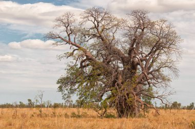 Boab Ağacı, Kimberley Bölgesi, Batı Avustralya, Avustralya