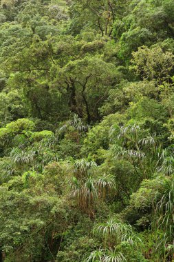 Avustralya, FNQ 'daki Cairns bölgesinin güzel yağmur ormanı manzarası. Bu tropikal cennet yoğun yeşilliklere, çağlayan şelalelere ve çeşitli vahşi yaşama ev sahipliği yapmaktadır.