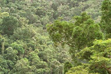 Avustralya, FNQ 'daki Cairns bölgesinin güzel yağmur ormanı manzarası. Bu tropikal cennet yoğun yeşilliklere, çağlayan şelalelere ve çeşitli vahşi yaşama ev sahipliği yapmaktadır.
