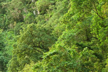 Avustralya, FNQ 'daki Cairns bölgesinin güzel yağmur ormanı manzarası. Bu tropikal cennet yoğun yeşilliklere, çağlayan şelalelere ve çeşitli vahşi yaşama ev sahipliği yapmaktadır.
