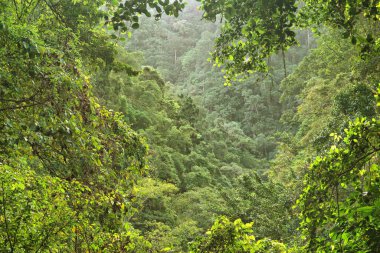 Avustralya, FNQ 'daki Cairns bölgesinin güzel yağmur ormanı manzarası. Bu tropikal cennet yoğun yeşilliklere, çağlayan şelalelere ve çeşitli vahşi yaşama ev sahipliği yapmaktadır.
