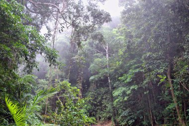 Morris Gölü 'nde buharlı yağmur ormanı, Cairns, Queensland, Avustralya yakınlarında.