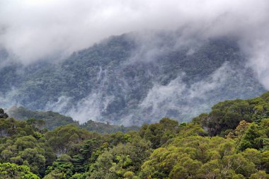 Morris Gölü 'nde buharlı yağmur ormanı, Cairns, Queensland, Avustralya yakınlarında.