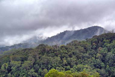 Morris Gölü 'nde buharlı yağmur ormanı, Cairns, Queensland, Avustralya yakınlarında.