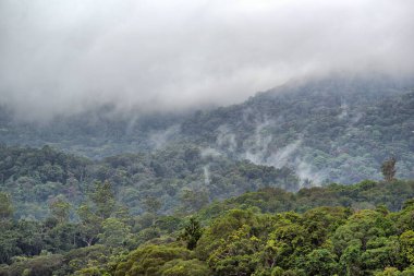 Morris Gölü 'nde buharlı yağmur ormanı, Cairns, Queensland, Avustralya yakınlarında.