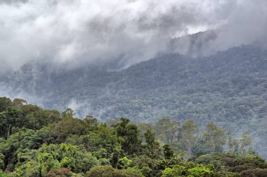Morris Gölü 'nde buharlı yağmur ormanı, Cairns, Queensland, Avustralya yakınlarında.