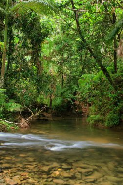 Daintree Ulusal Parkı, Tropikal Queensland, Avustralya                               