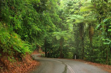 Daintree Ulusal Parkı, Tropikal Queensland, Avustralya                               