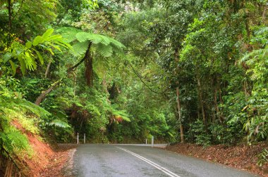 Daintree Ulusal Parkı, Tropikal Queensland, Avustralya                               