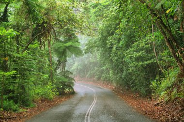 Daintree Ulusal Parkı, Tropikal Queensland, Avustralya                               