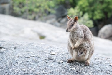 Rock Wallaby, Far North Queensland, Australia clipart