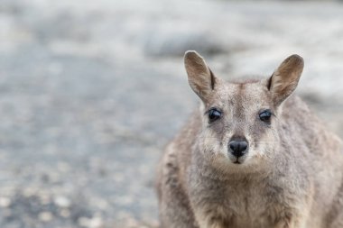 Wallaby Kayası, Kuzey Queensland, Avustralya
