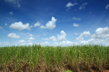 Sugar Cane Sahası, Uzak Kuzey Queensland, Avustralya