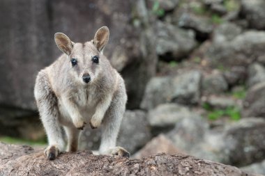 Wallaby Kayası, Kuzey Queensland, Avustralya