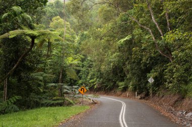 Orman Seyahat Arkaplanı, Uzak Kuzey Queensland, Avustralya