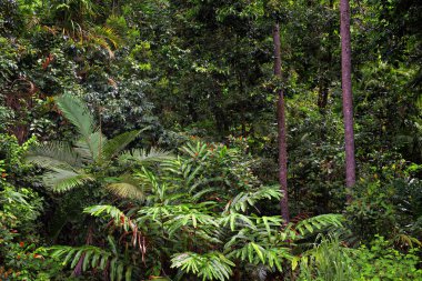 Orman Arkaplanı, Uzak Kuzey Queensland, Avustralya