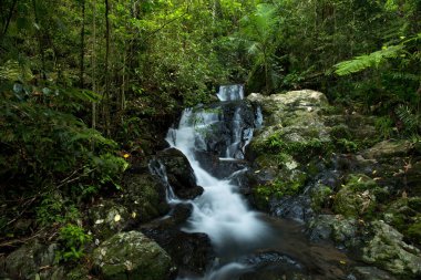 Yağmur Ormanları Manzarası, Uzak Kuzey Queensland, Avustralya